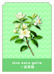 茉莉花