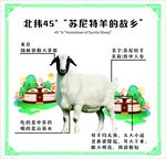 苏尼特羊