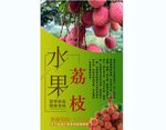 荔枝背景墙