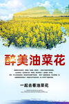 油菜花