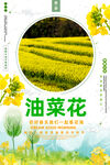 油菜花