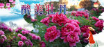 牡丹  