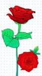 两朵鲜艳红玫瑰插画