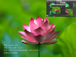 荷花建模