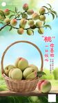 桃子海报