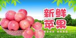 苹果