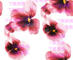 花卉