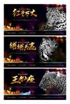 高端地产黑金 豹子画面