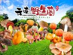 野生菌海报