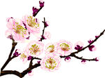 粉色梅花绽放枝头