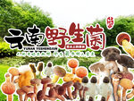 野生菌广告  