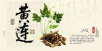 黄连