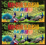 孔雀