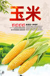 玉米