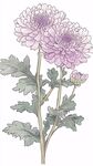 两朵淡紫色菊花插画
