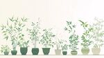 一排清新盆栽绿植展示
