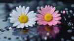 雨中雏菊 清新双花映水珠