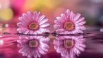 双朵粉菊映于水光之中