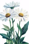 三朵清新白雏菊插画