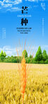芒种节气金色麦田丰收海报