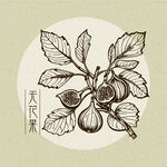 矢量复古风无花果植物插画