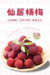 杨梅海报
