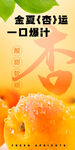 杏子海报