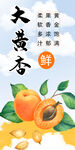 杏子海报 