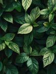 翠绿叶片的自然之美