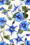 蓝白牵牛花花卉图案