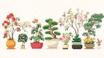 多样盆栽花卉展示