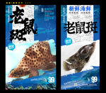 老鼠斑