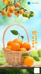 橙子采摘