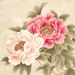 两朵娇艳牡丹花绽放
