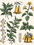 复古风黄色花卉植物插画