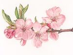 手绘粉色桃花枝