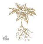 人参植物插画