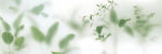 雾气磨砂膜效果绿植贴图