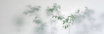 雾气磨砂膜效果绿植贴图