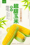 超甜玉米新鲜海报