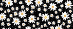 黑色背景上的白色雏菊图案