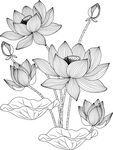 白描荷花图 矢量图