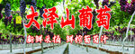 葡萄采摘园