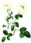 大牌花