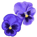 紫色三色堇花卉插画