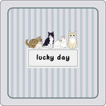 幸运日的可爱猫咪们