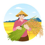 农民田间喜获丰收稻谷