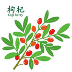 枸杞图案包装设计中药养生茶饮