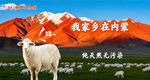 内蒙古草原上的羊