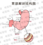 胃部解剖结构图展示